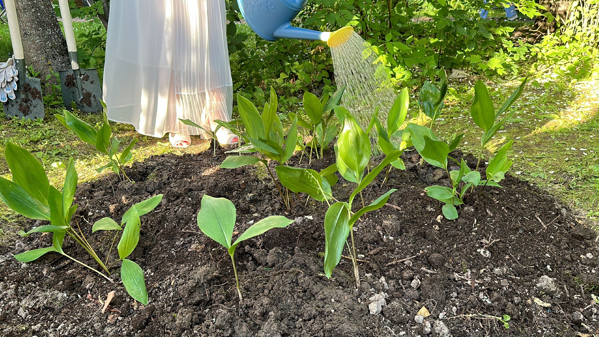 Клин, общество, дети, цветы, фестивали, Подмосковье,