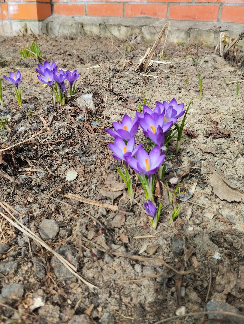 Старая Купавна, природа, весна, Богородский городской округ, животные