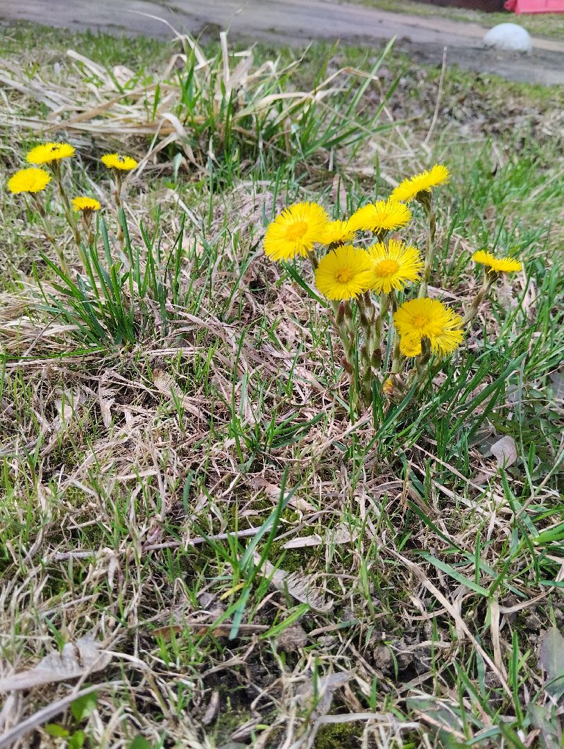 Старая Купавна, природа, весна, Богородский городской округ, животные
