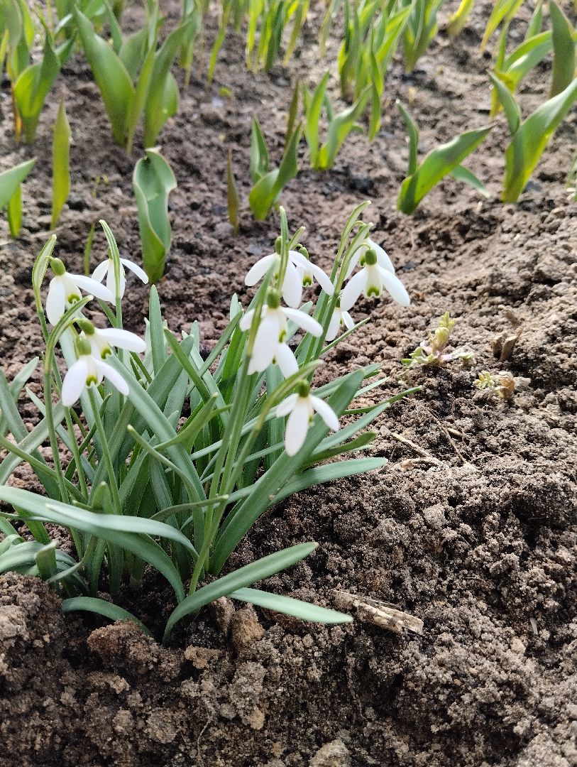 Старая Купавна, природа, весна, Богородский городской округ, животные