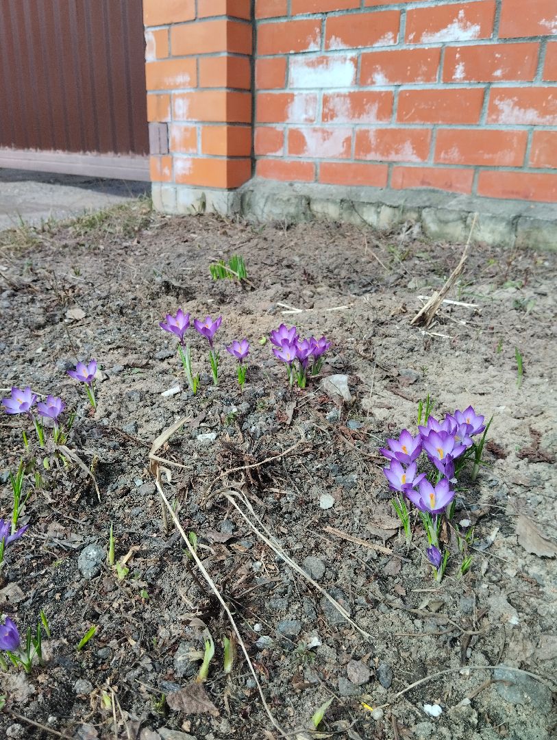 Старая Купавна, природа, весна, Богородский городской округ, животные