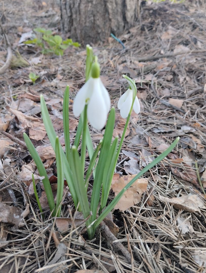 Старая Купавна, природа, весна, Богородский городской округ, животные