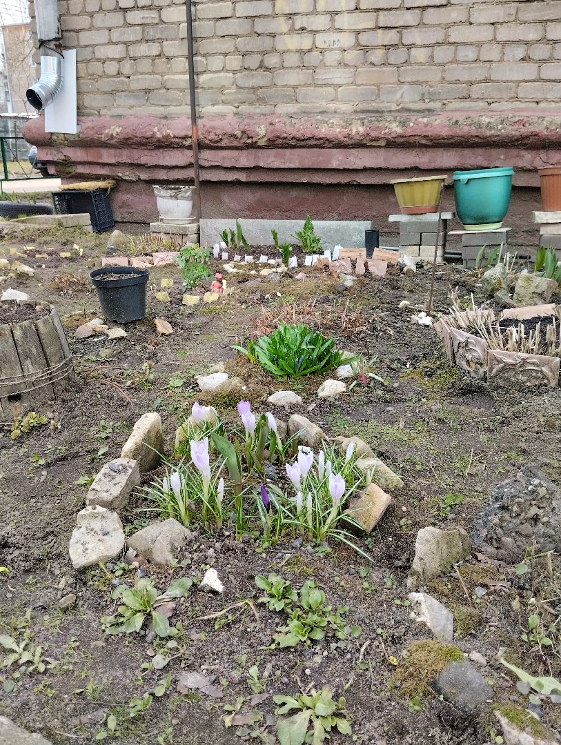 Старая Купавна, природа, весна, Богородский городской округ, животные