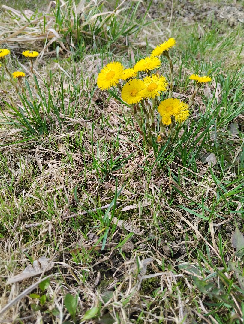 Старая Купавна, природа, весна, Богородский городской округ, животные