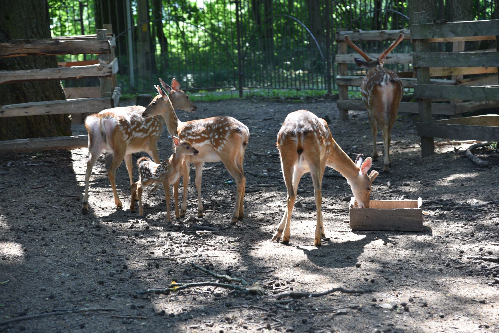 лотошино, лотошинский парк, пятнистые олени, парки подмосковья, дети, животные,