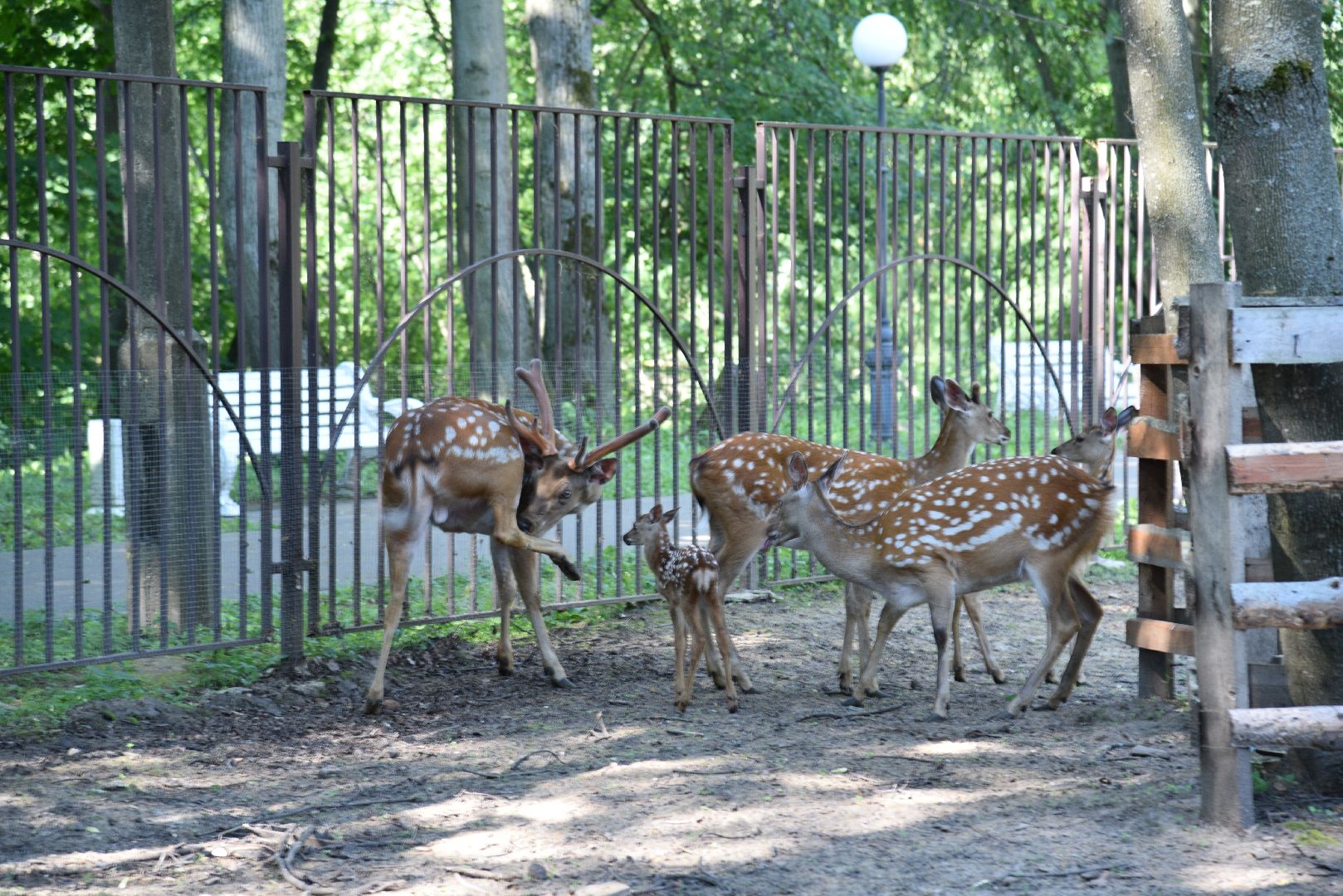 лотошино, лотошинский парк, пятнистые олени, парки подмосковья, дети, животные,