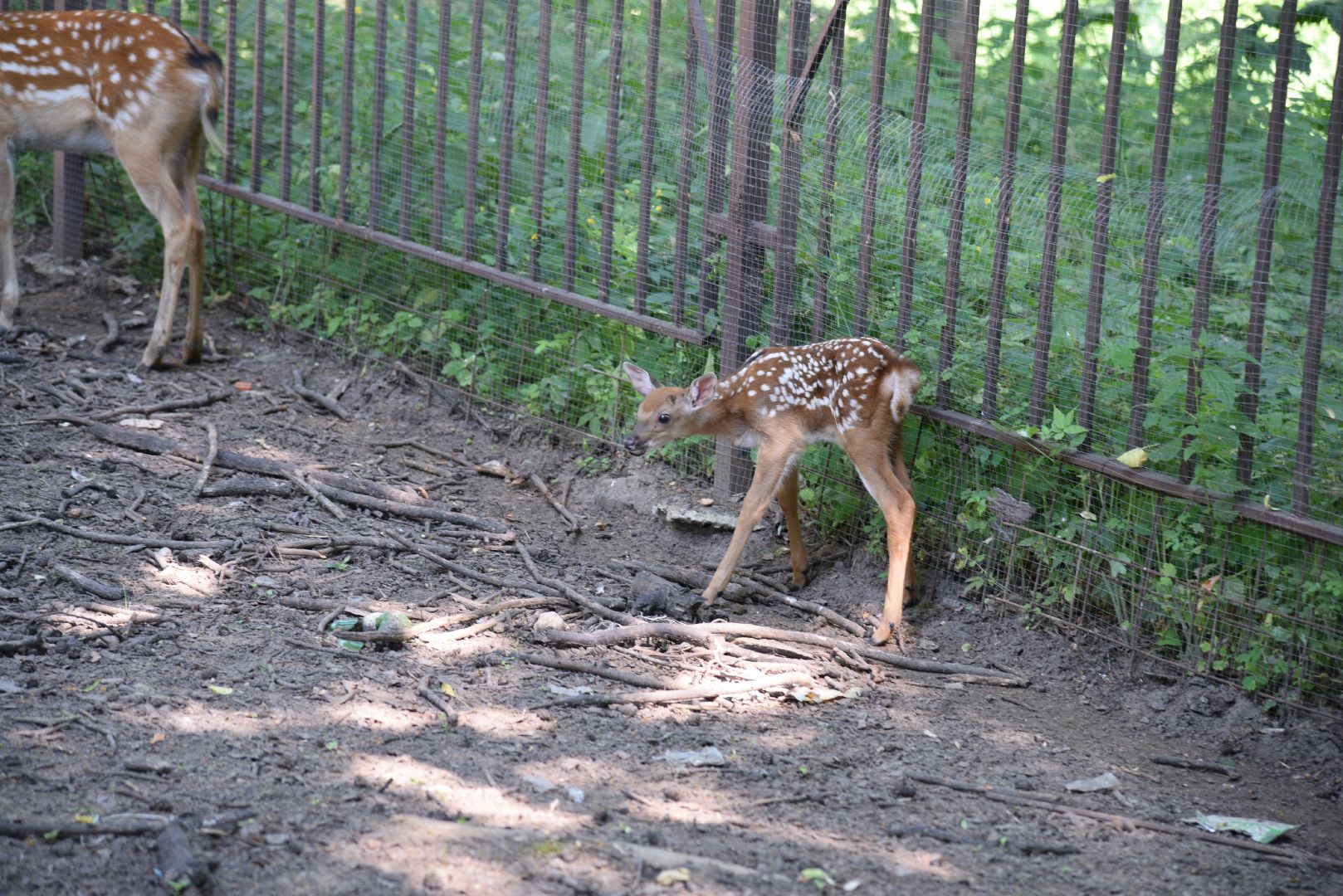 лотошино, лотошинский парк, пятнистые олени, парки подмосковья, дети, животные,