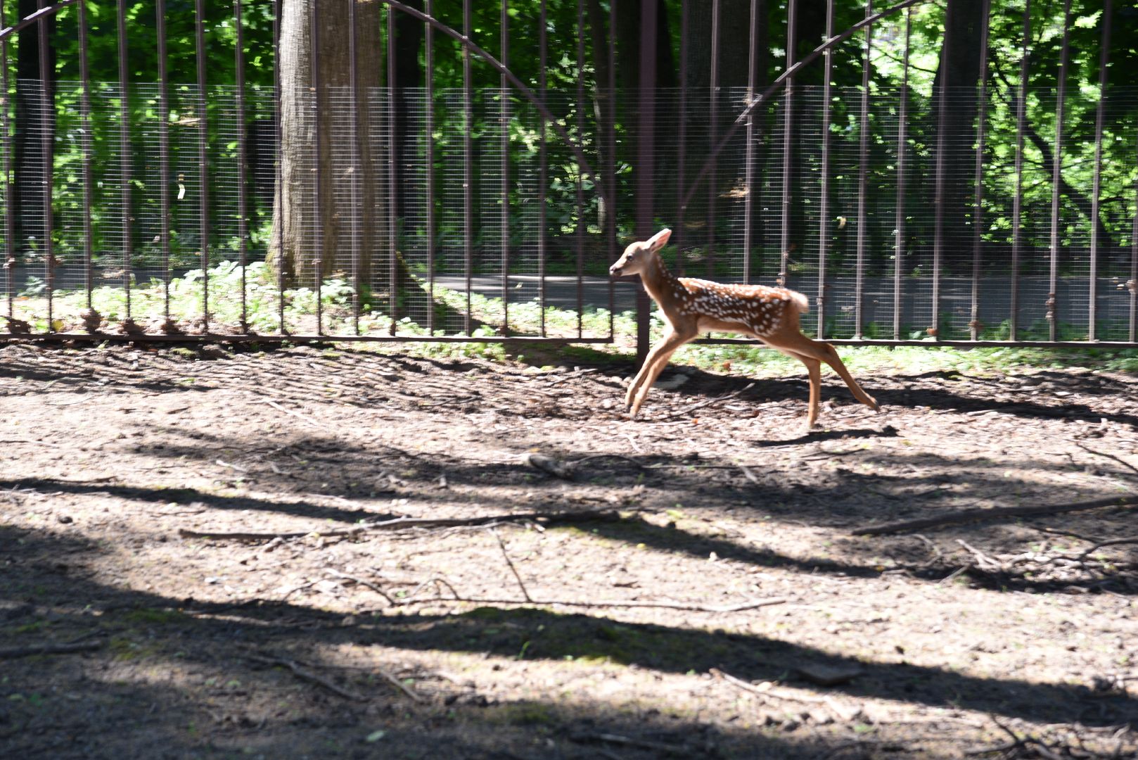 лотошино, лотошинский парк, пятнистые олени, парки подмосковья, дети, животные,