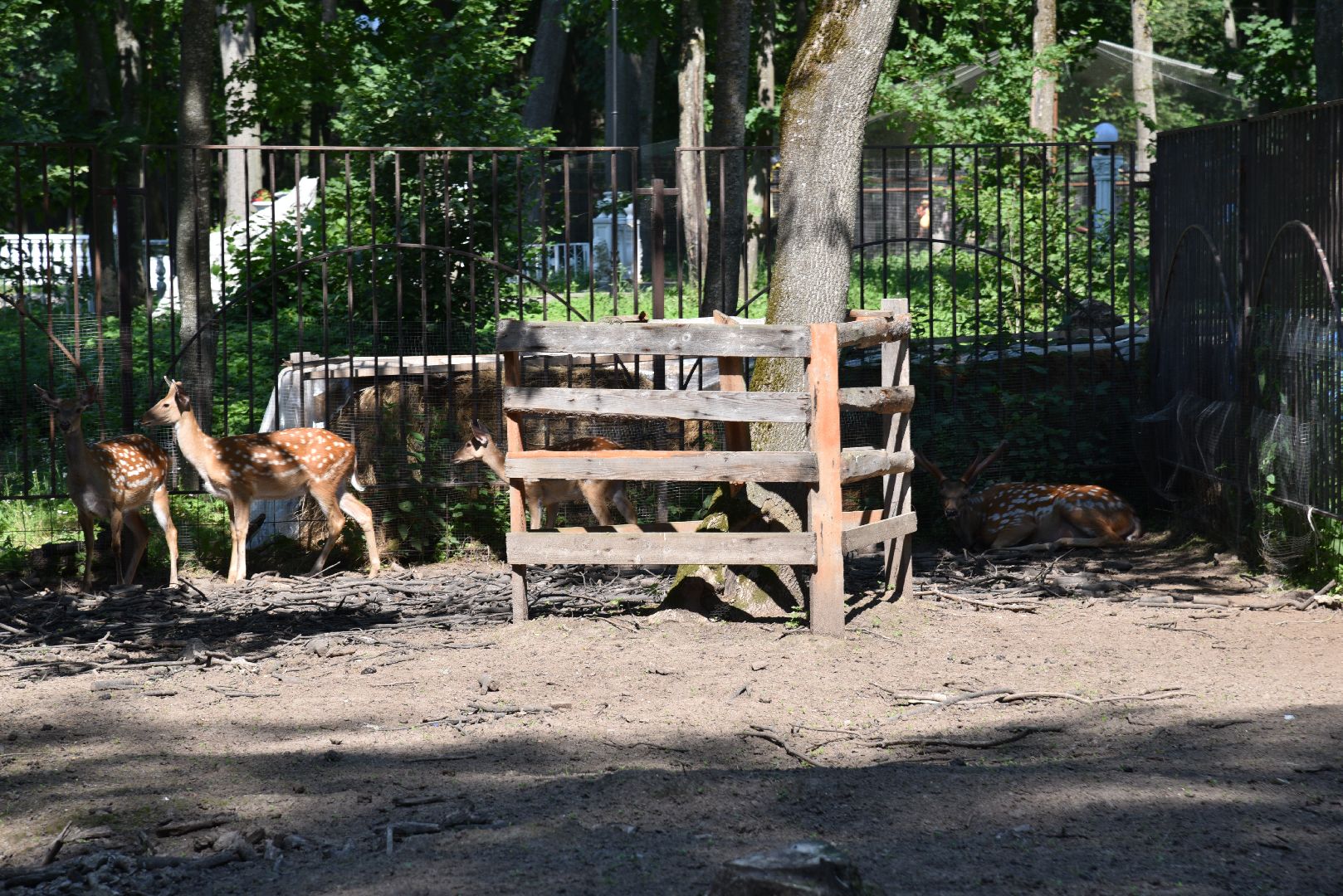 лотошино, лотошинский парк, пятнистые олени, парки подмосковья, дети, животные,