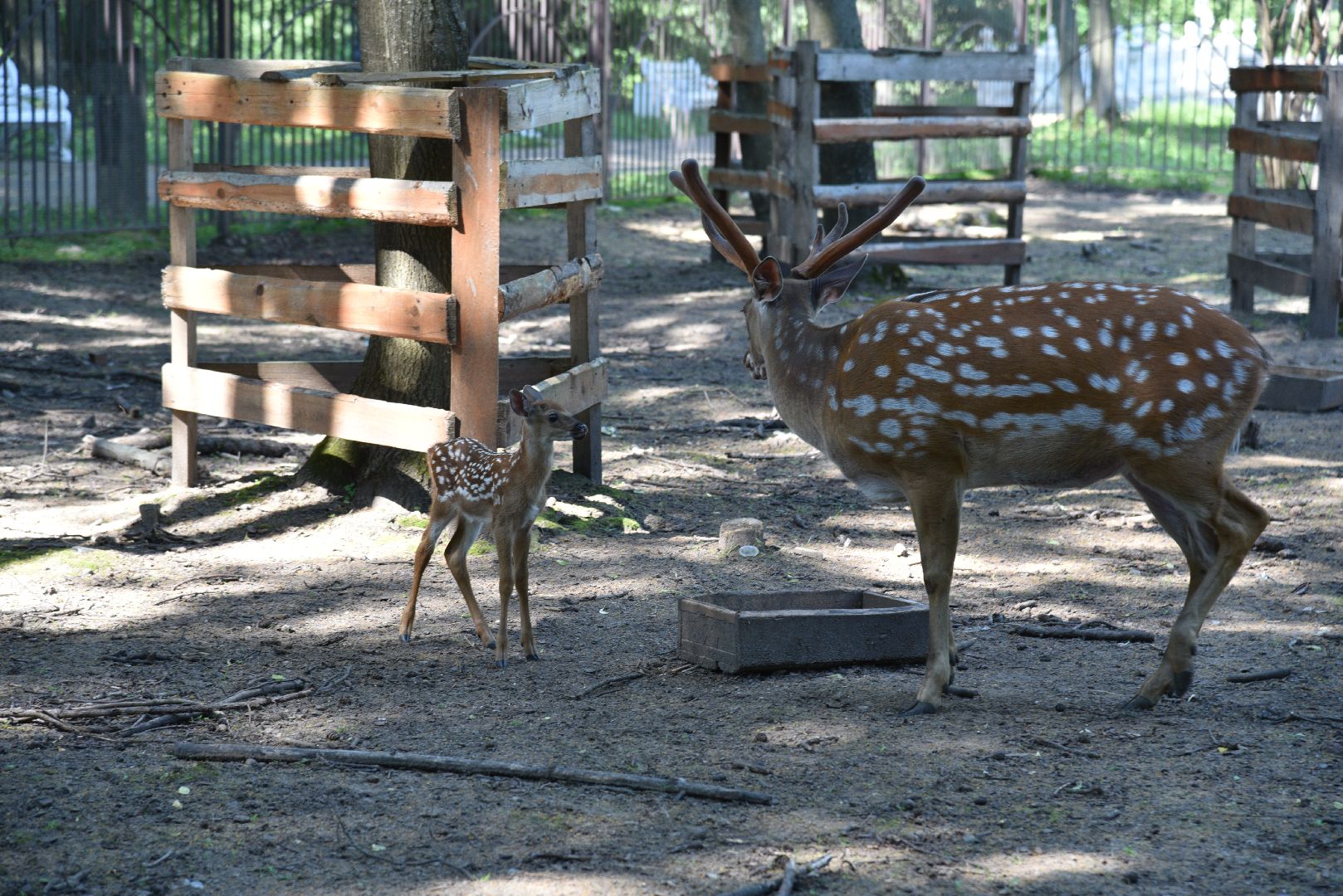 лотошино, лотошинский парк, пятнистые олени, парки подмосковья, дети, животные,