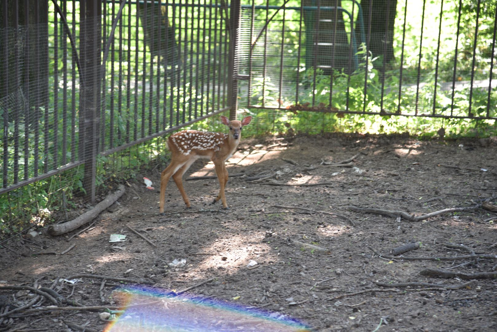 лотошино, лотошинский парк, пятнистые олени, парки подмосковья, дети, животные,