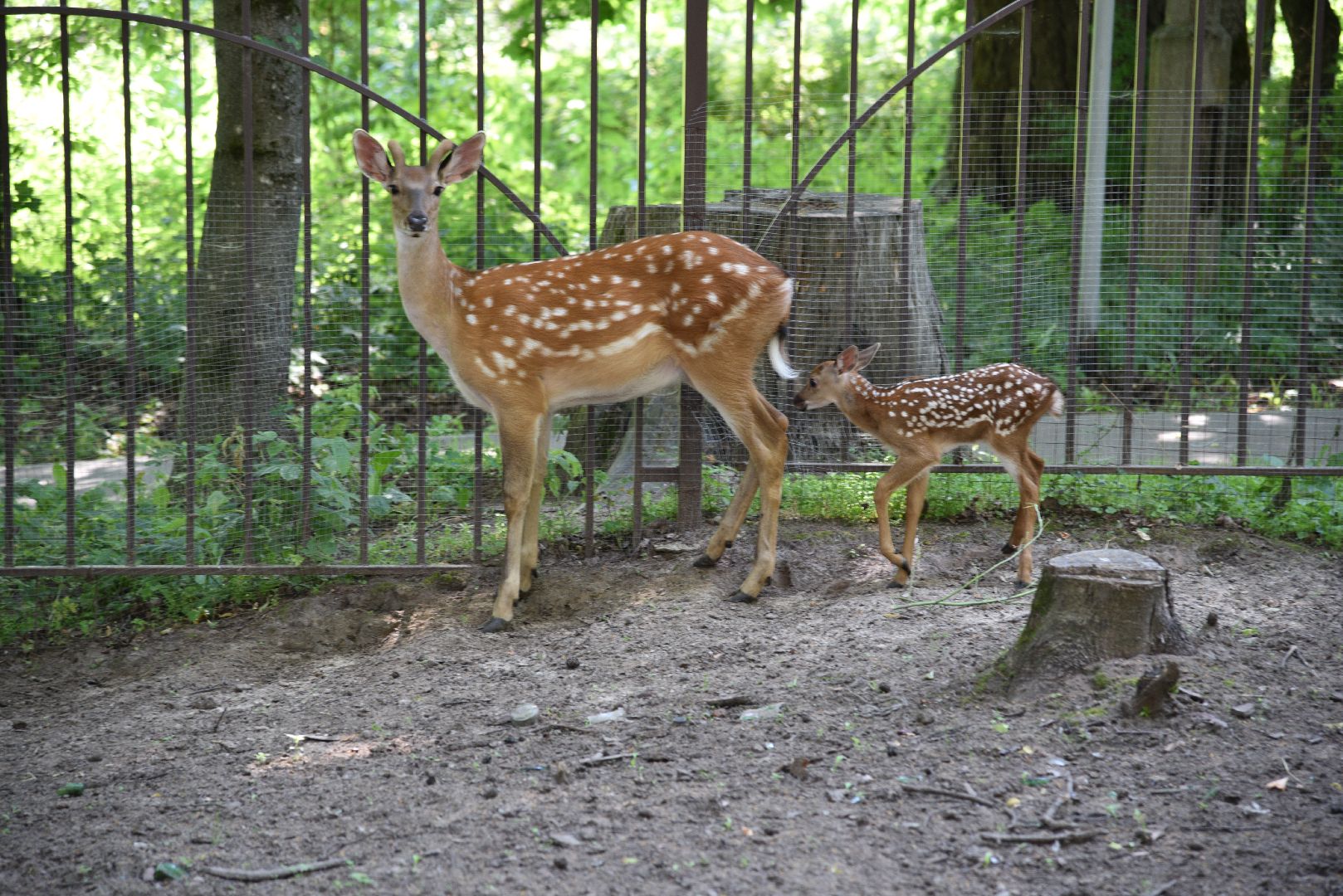 лотошино, лотошинский парк, пятнистые олени, парки подмосковья, дети, животные,