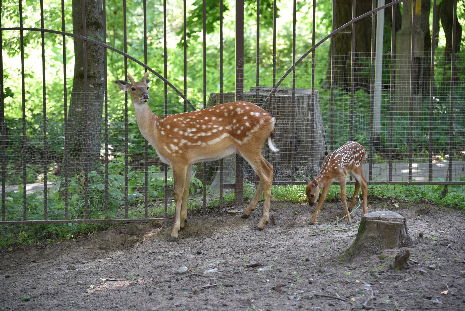 лотошино, лотошинский парк, пятнистые олени, парки подмосковья, дети, животные,