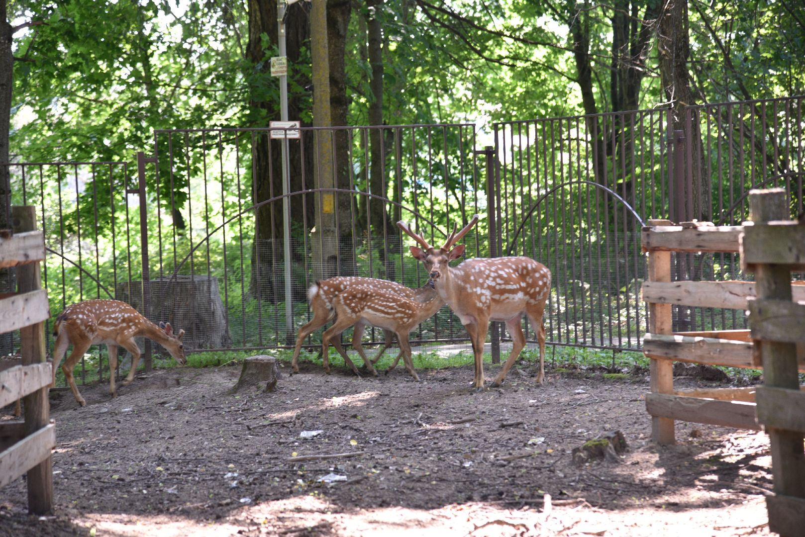 лотошино, лотошинский парк, пятнистые олени, парки подмосковья, дети, животные,
