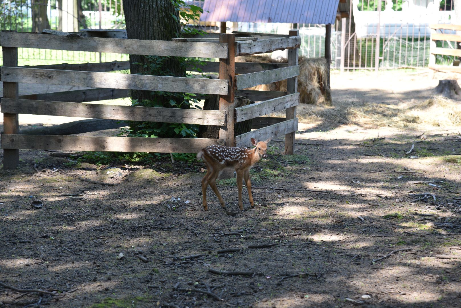 лотошино, лотошинский парк, пятнистые олени, парки подмосковья, дети, животные,