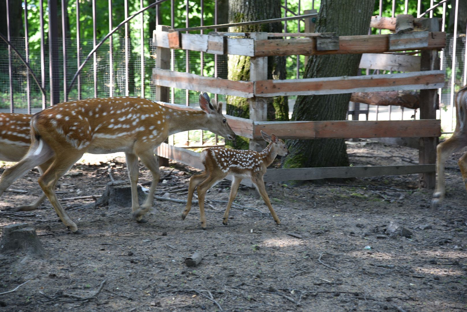 лотошино, лотошинский парк, пятнистые олени, парки подмосковья, дети, животные,