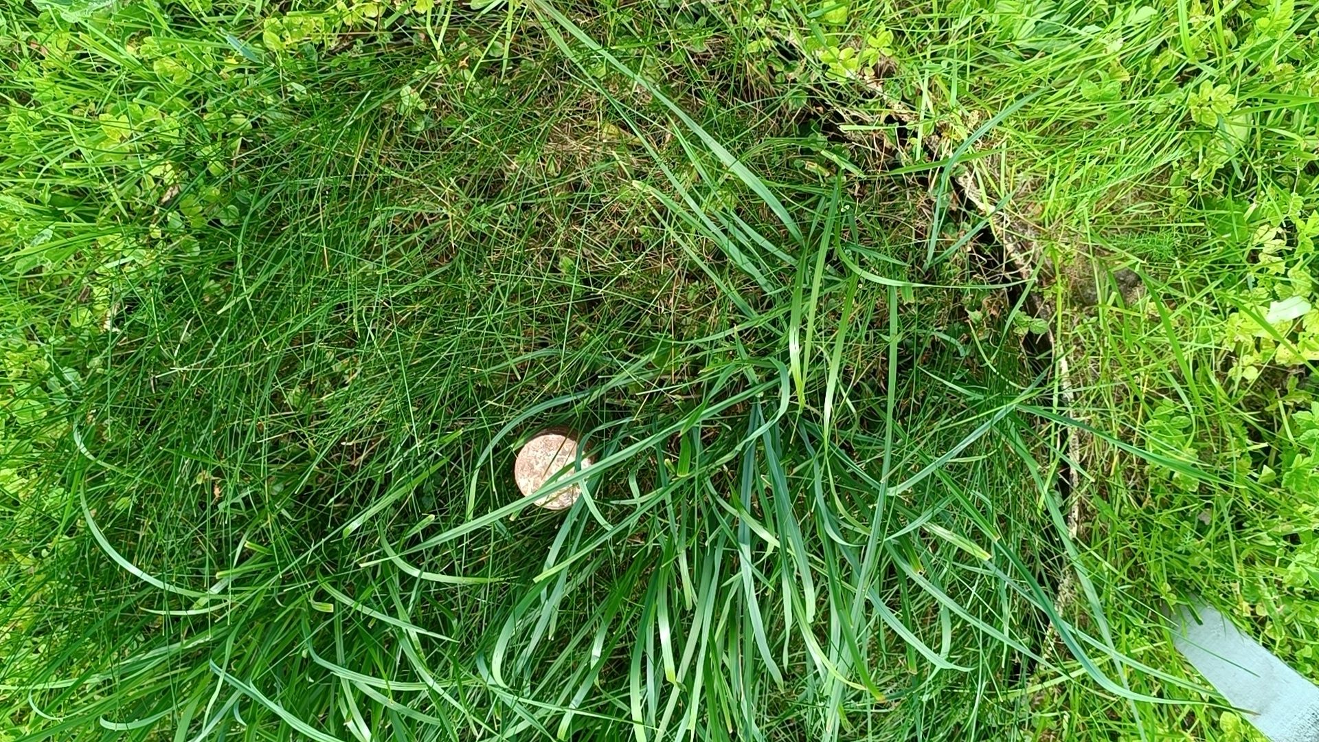 сельское хозяйство, ВИК, лобня,