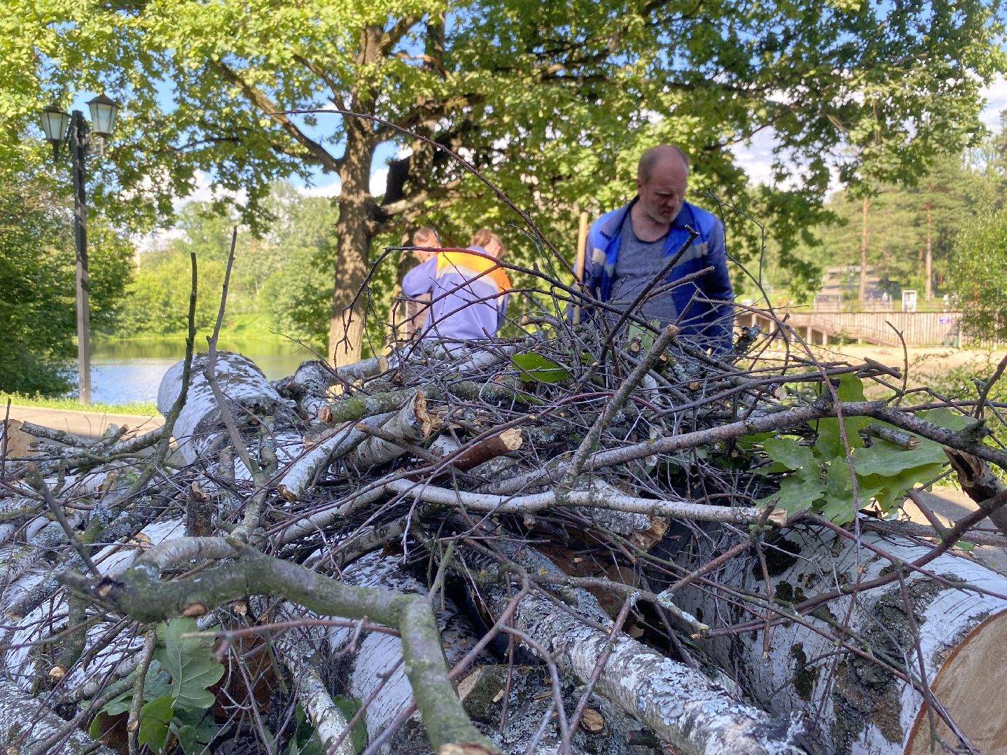 благоустройство дворовой территории, спил деревьев,аварийные деревья, сухие деревья, власиха благоустройство территории,