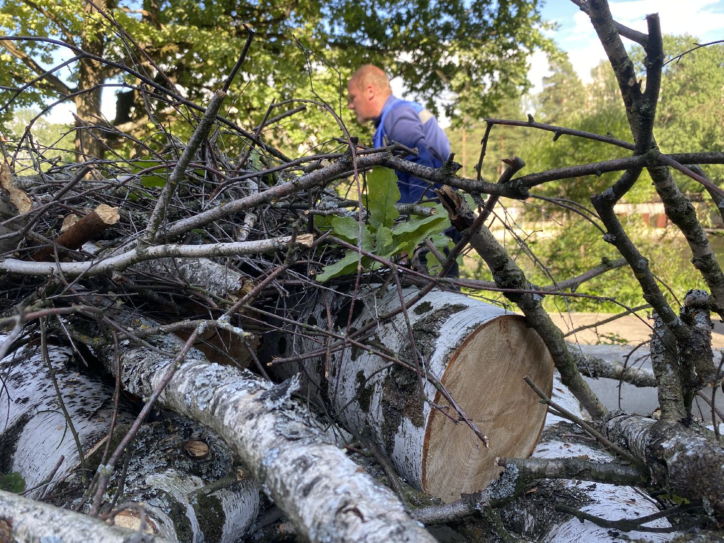 благоустройство дворовой территории, спил деревьев,аварийные деревья, сухие деревья, власиха благоустройство территории,