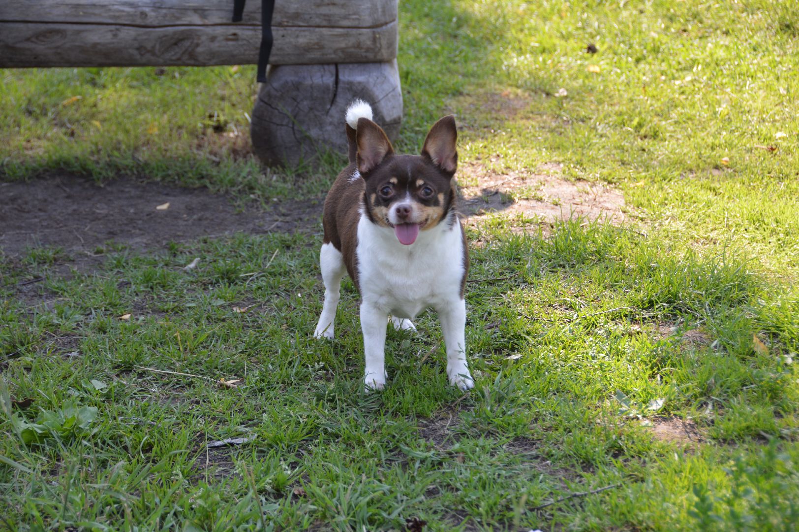 шатура, международный день собак, культурная шатура, библиотеки шатуры, библиотекарь,
