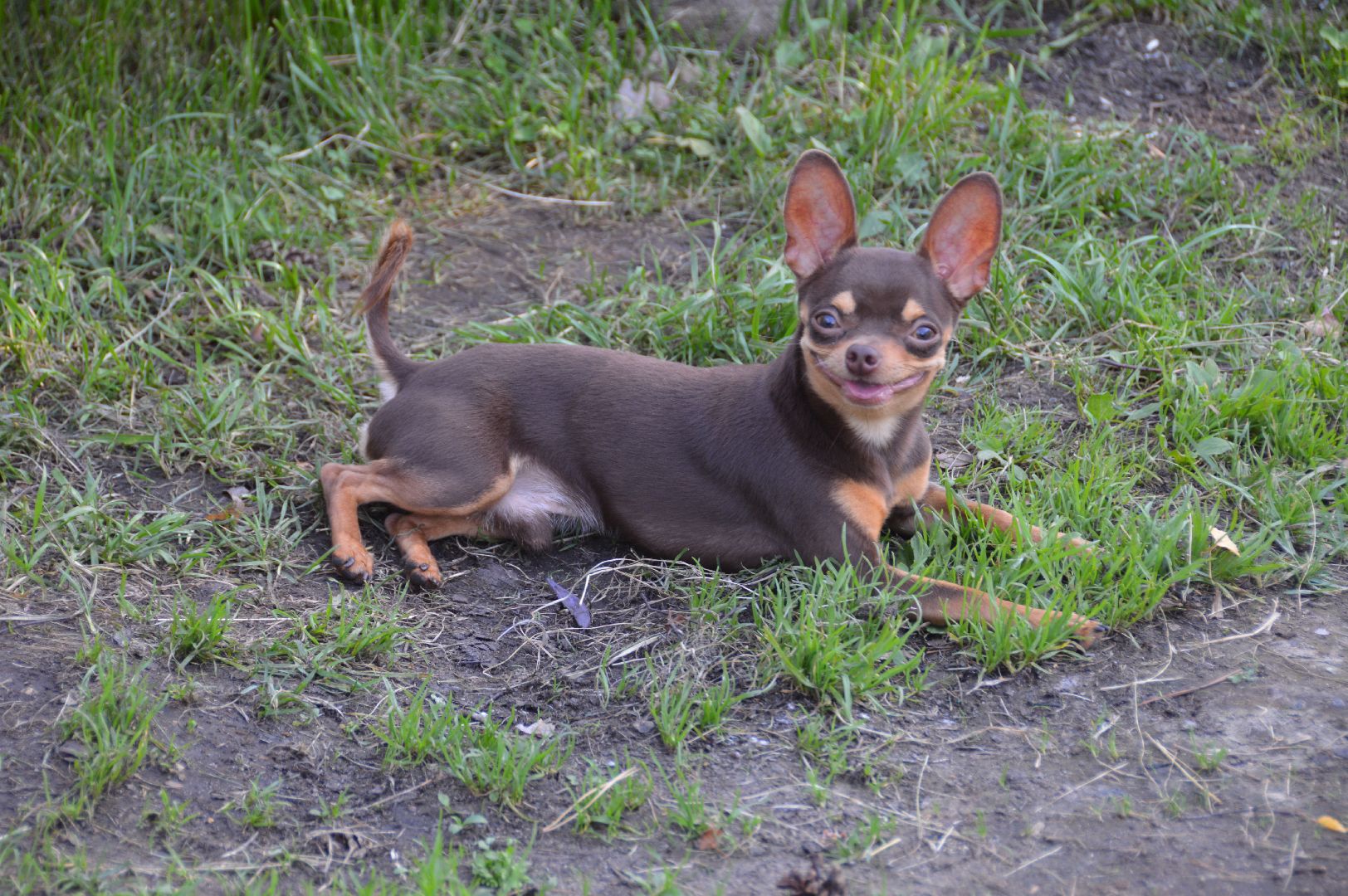 шатура, международный день собак, культурная шатура, библиотеки шатуры, библиотекарь,