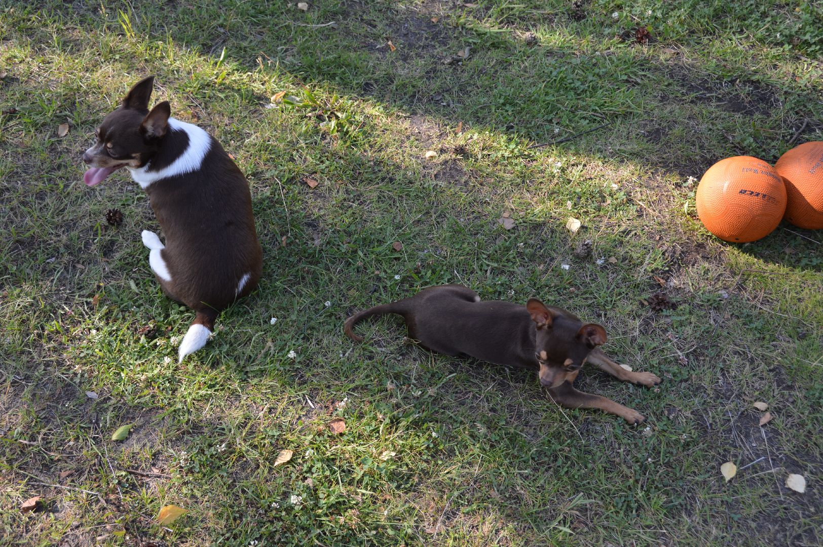шатура, международный день собак, культурная шатура, библиотеки шатуры, библиотекарь,