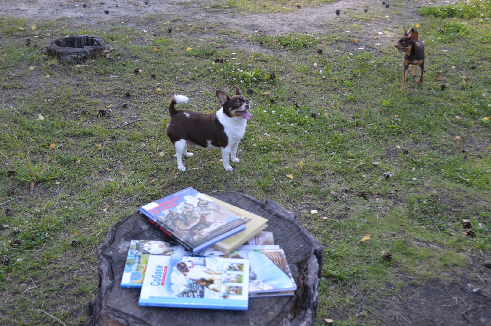 шатура, международный день собак, культурная шатура, библиотеки шатуры, библиотекарь,