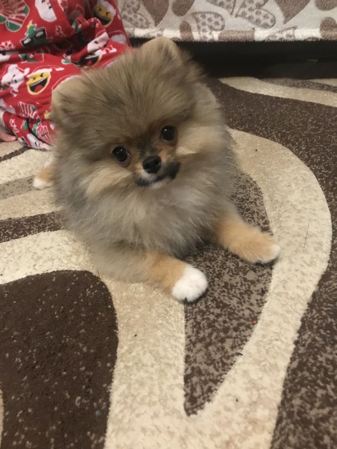 Балашиха, общество