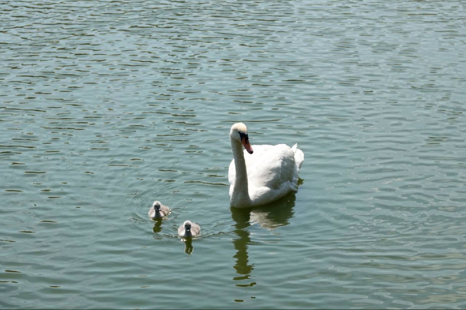 Радостная новость, Белые лебеди, Птицы, Общество, Эксклюзив,