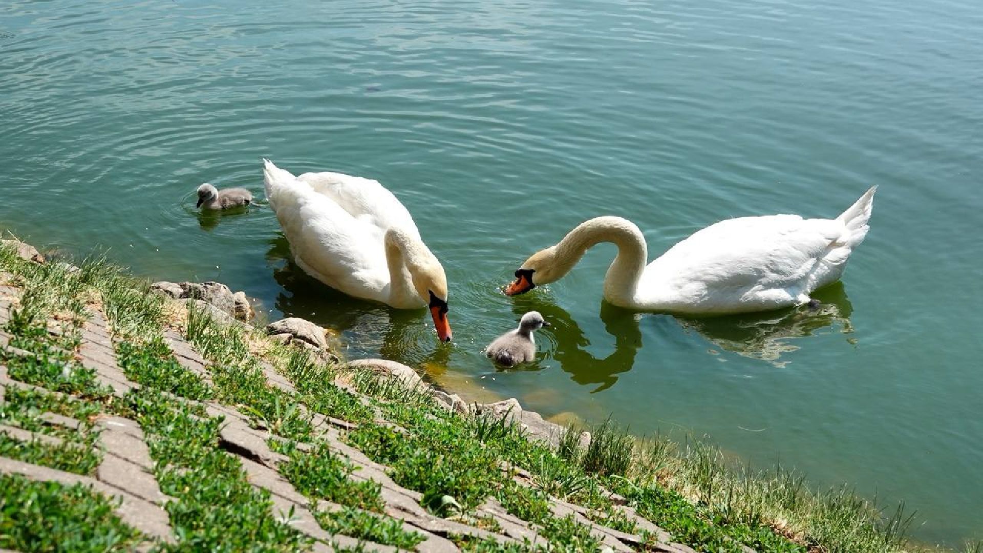 Радостная новость, Белые лебеди, Птицы, Общество, Эксклюзив,