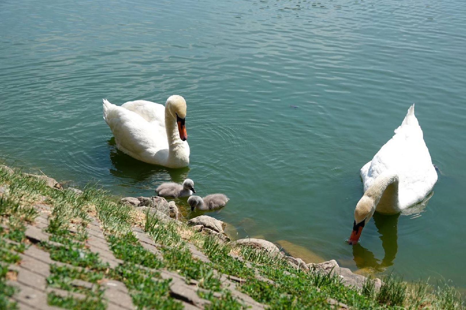 Радостная новость, Белые лебеди, Птицы, Общество, Эксклюзив,