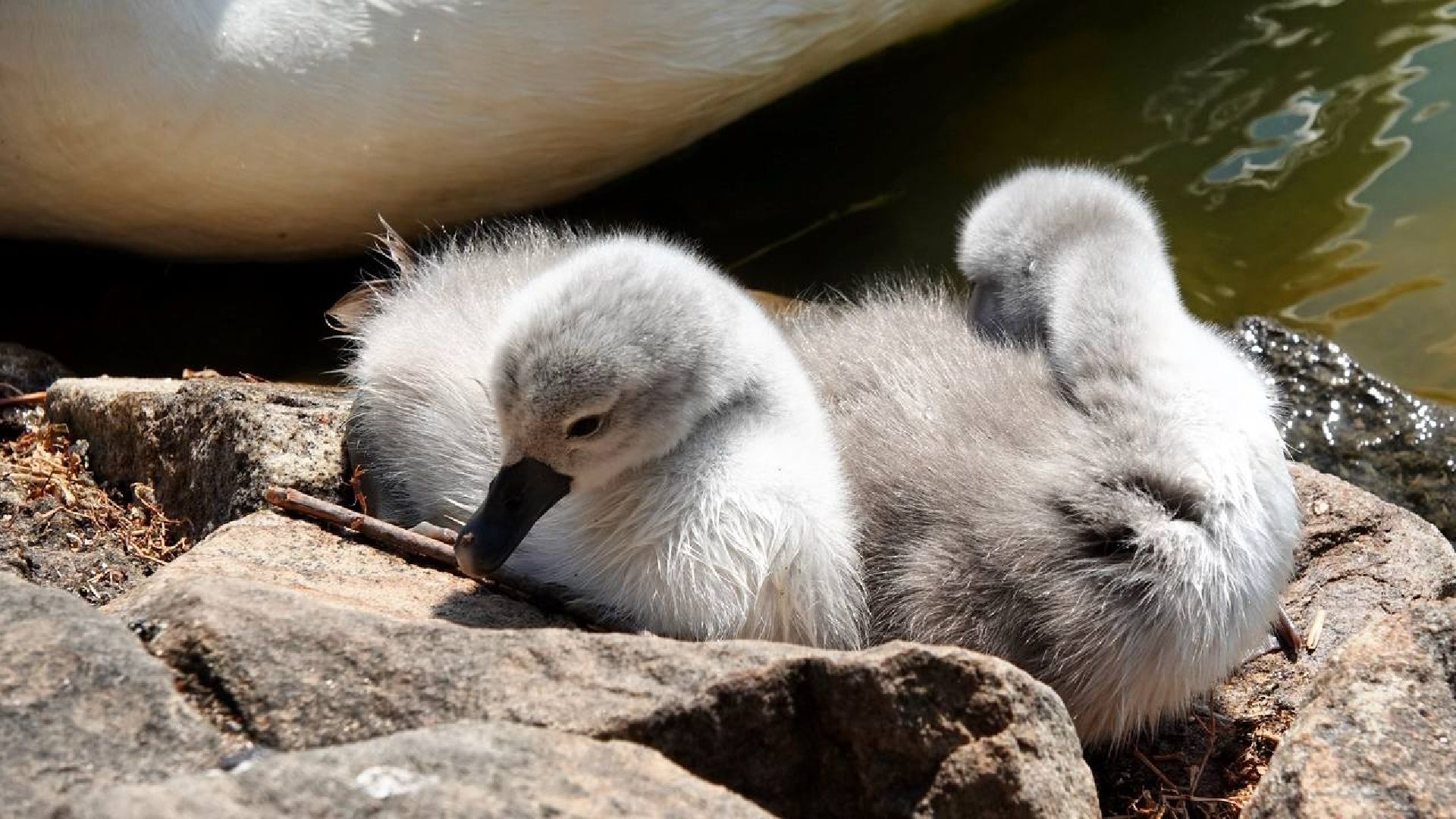 Радостная новость, Белые лебеди, Птицы, Общество, Эксклюзив,