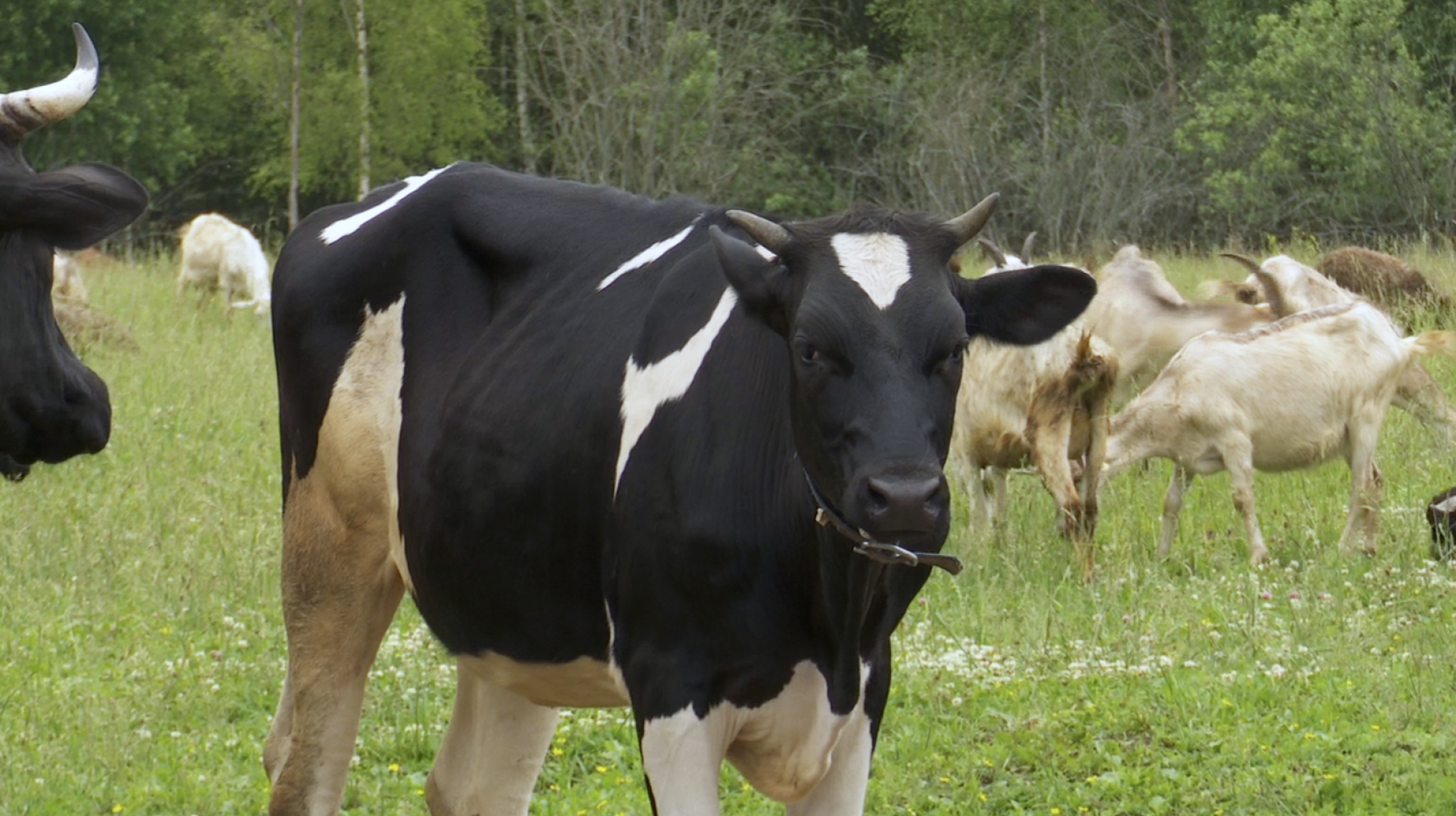 Клин, общество, экономика, сельское хозяйство, экотуризм,