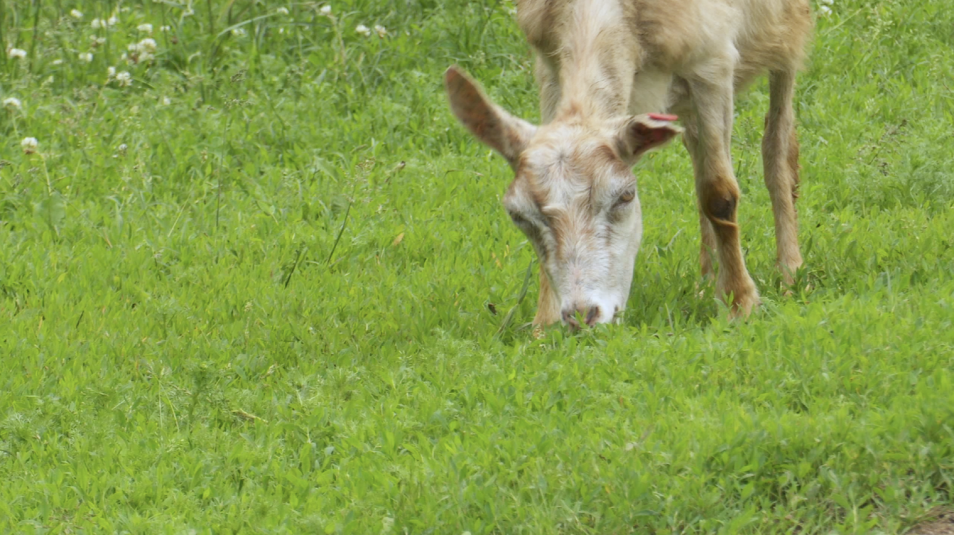 Клин, общество, экономика, сельское хозяйство, экотуризм,