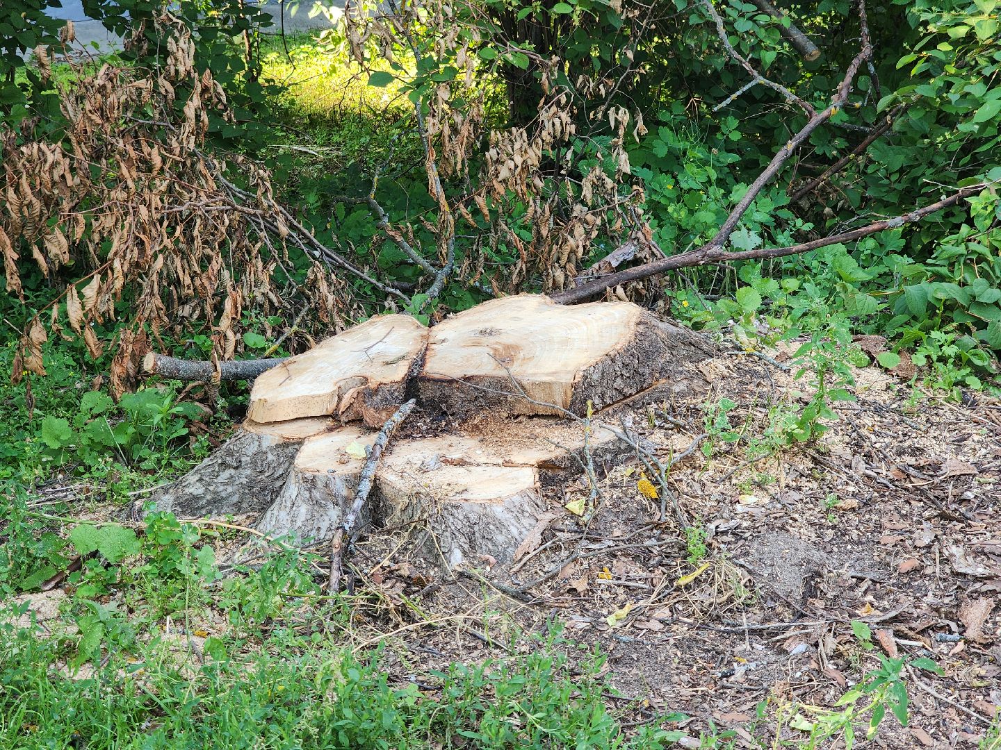 Черноголовка, Благоустройство, жкх, деревья,