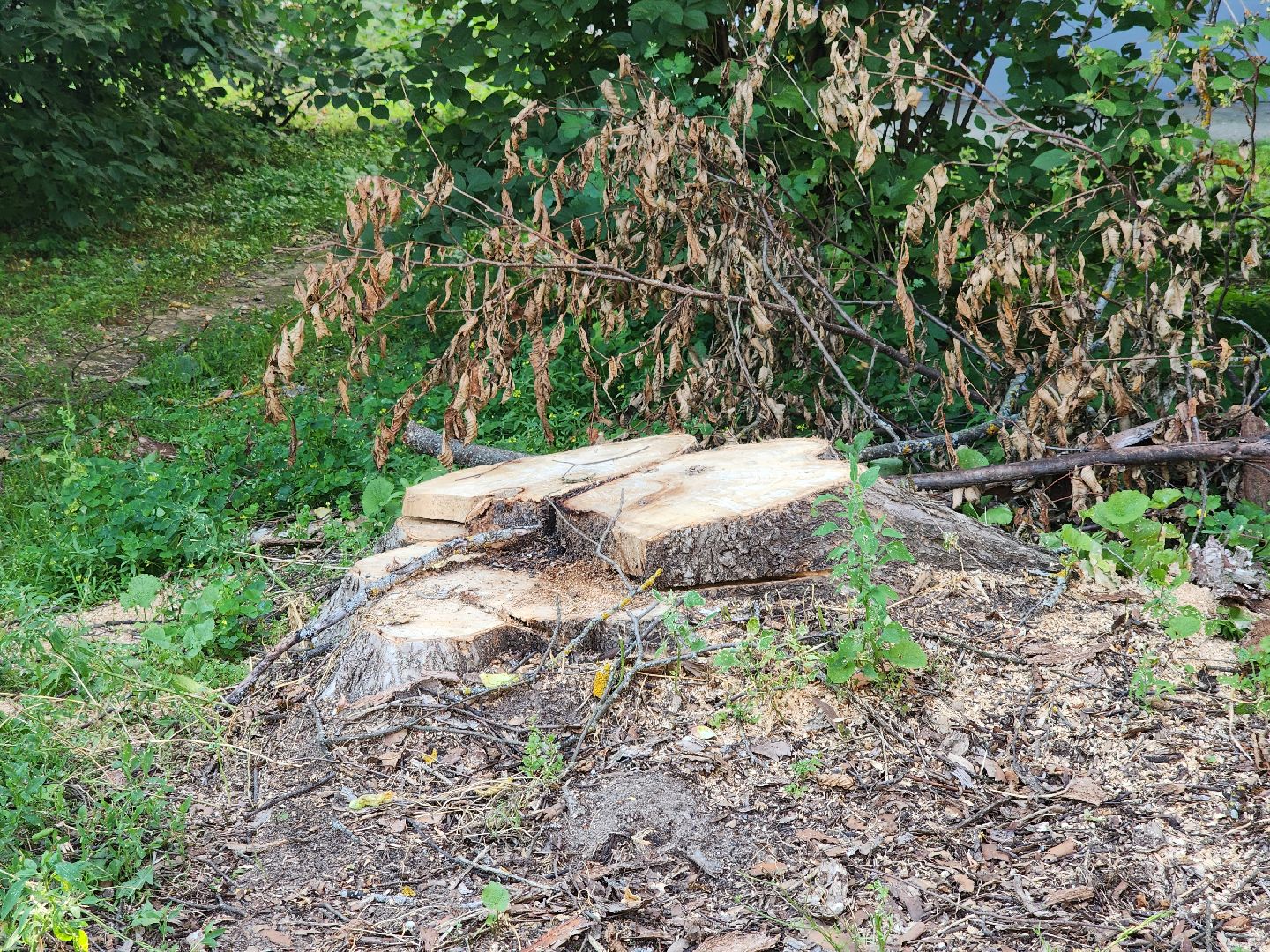 Черноголовка, Благоустройство, жкх, деревья,