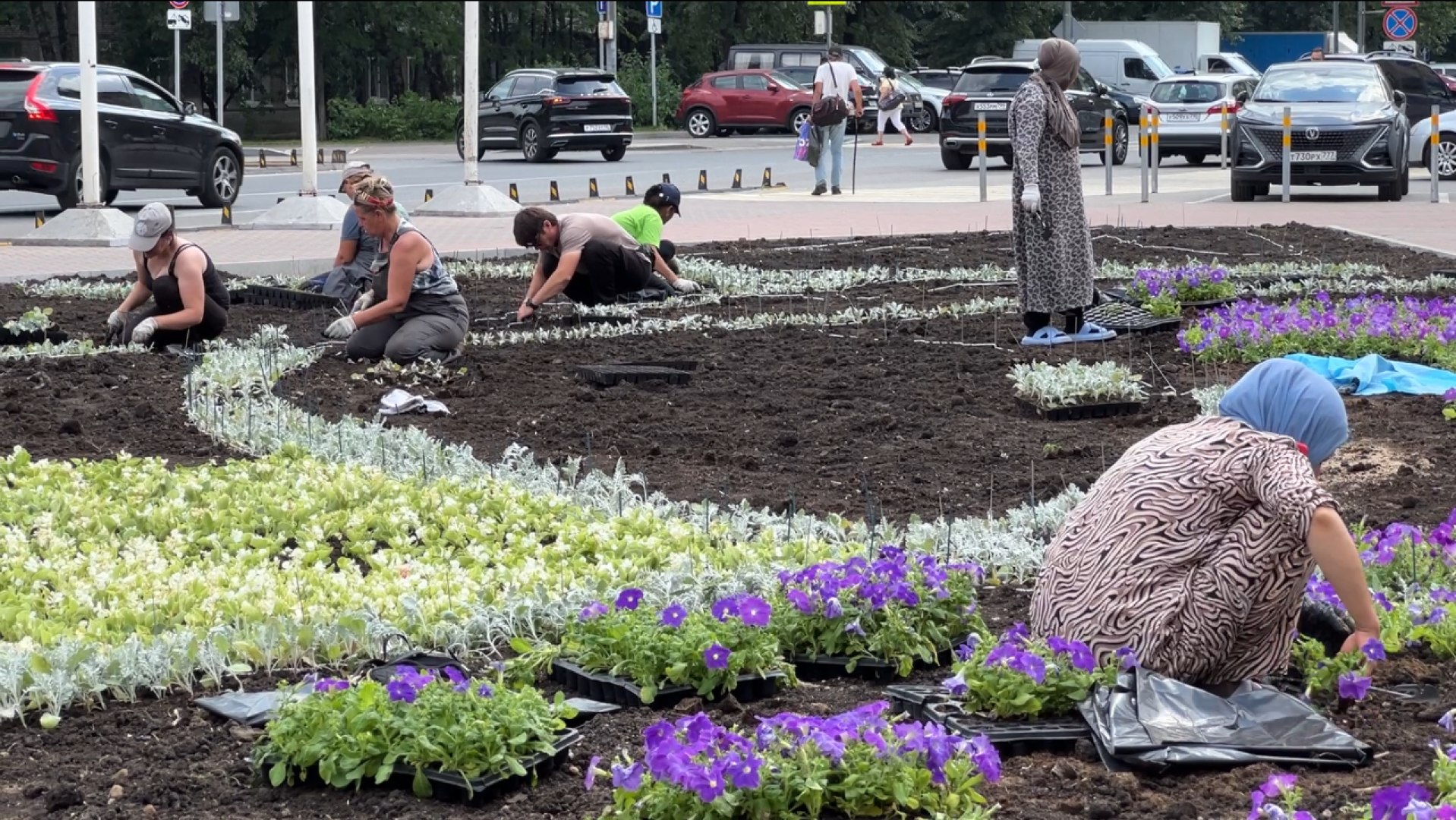 химки, благоустройство, клумбы, цветы, высадка цветов,