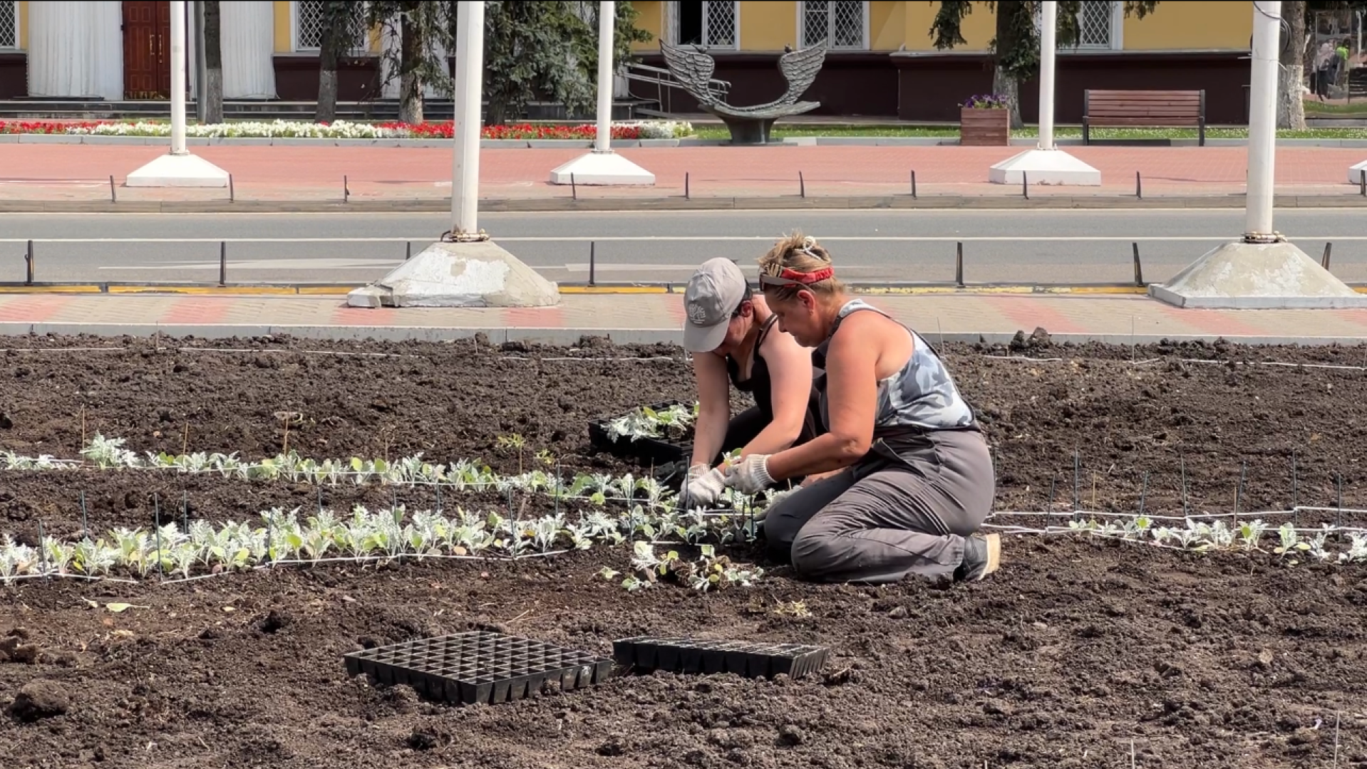 химки, благоустройство, клумбы, цветы, высадка цветов,