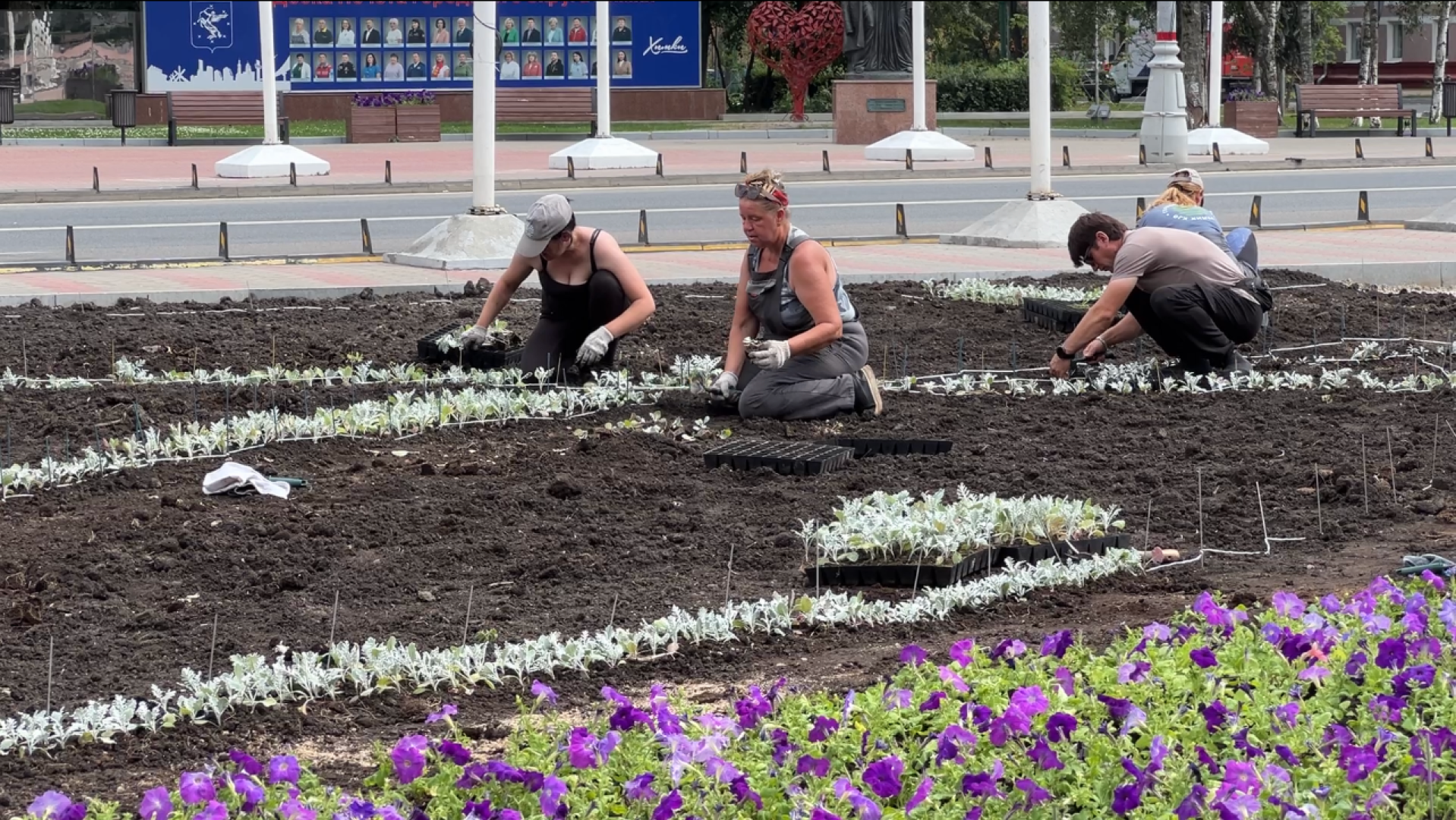 химки, благоустройство, клумбы, цветы, высадка цветов,