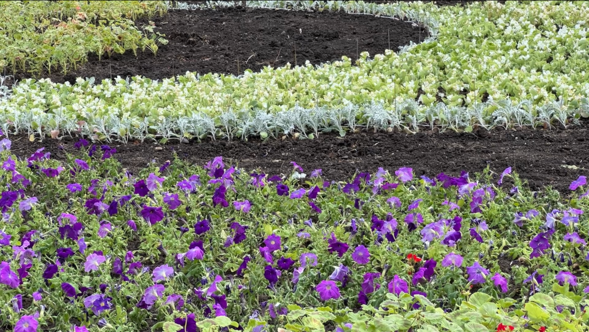 химки, благоустройство, клумбы, цветы, высадка цветов,