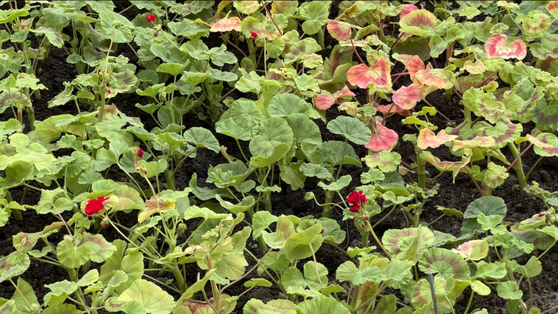 химки, благоустройство, клумбы, цветы, высадка цветов,