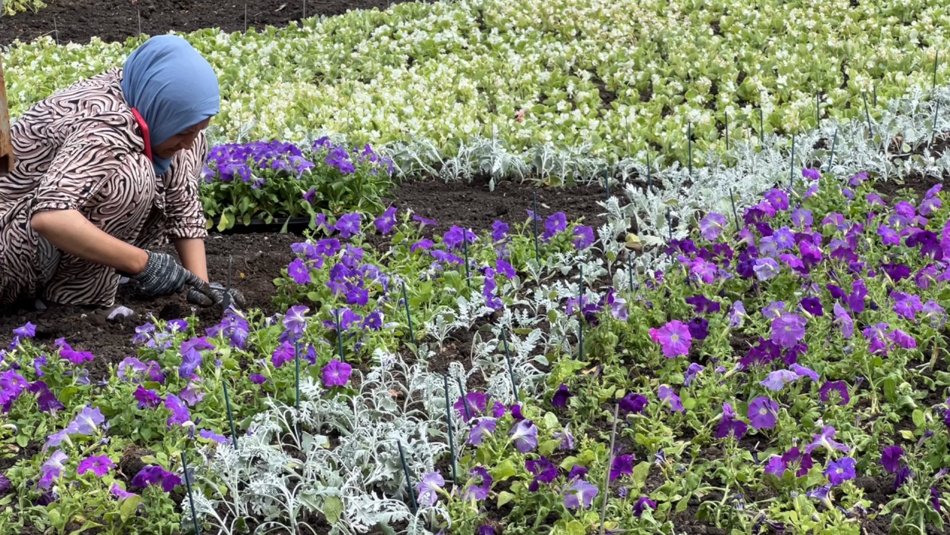 химки, благоустройство, клумбы, цветы, высадка цветов,