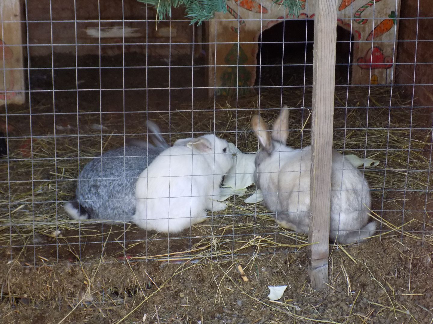 перемены, Шатура, парк, экоферма