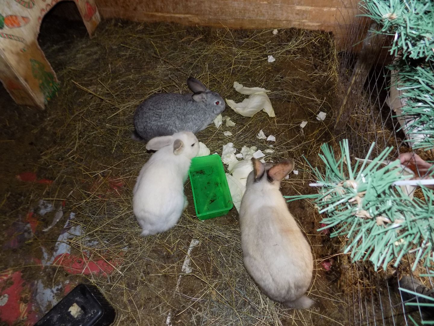 перемены, Шатура, парк, экоферма