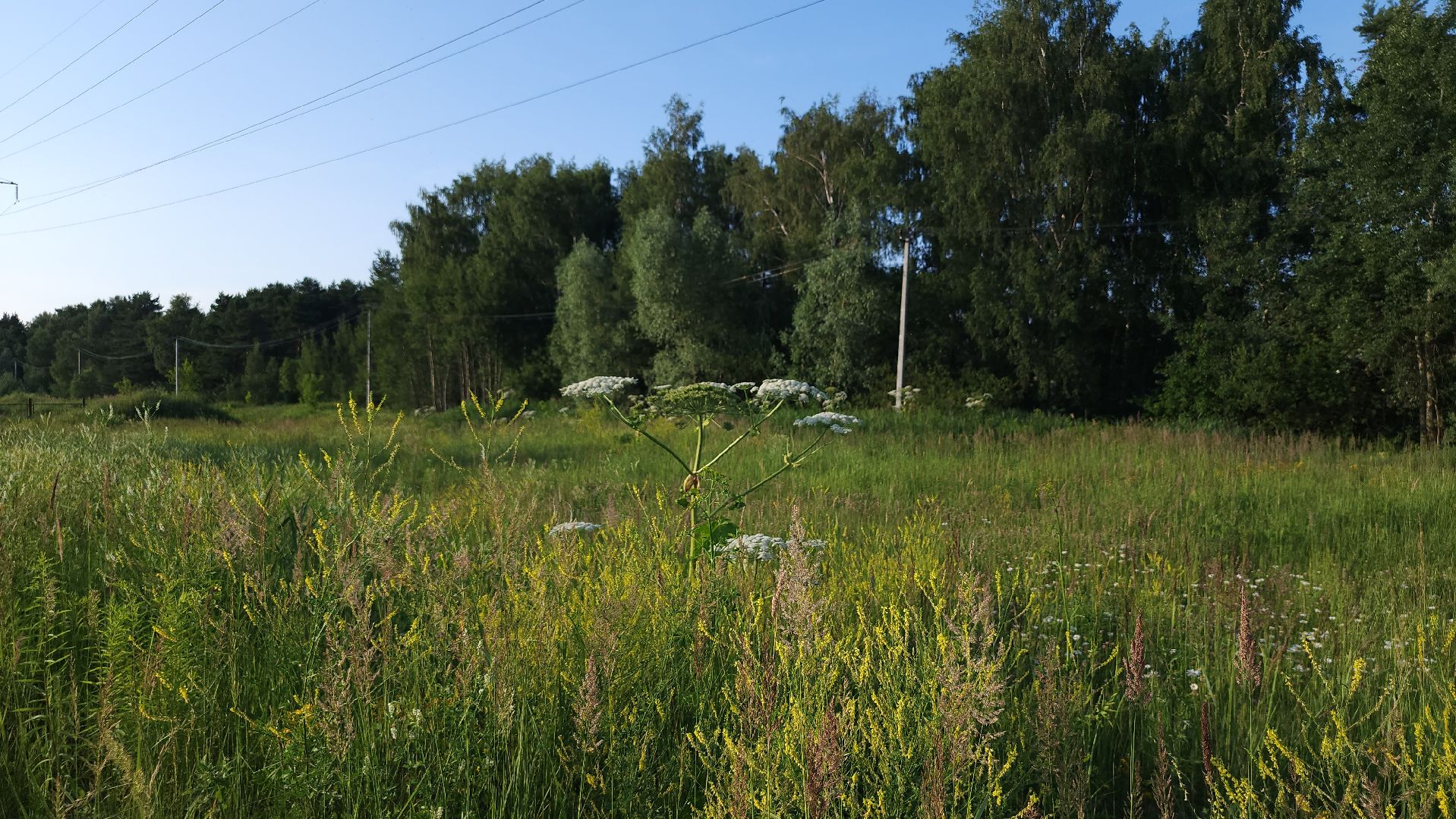 борщевик Сосновского, борьба с борщевиком, лесничество, Старая Купавна, Богородский городской округ,