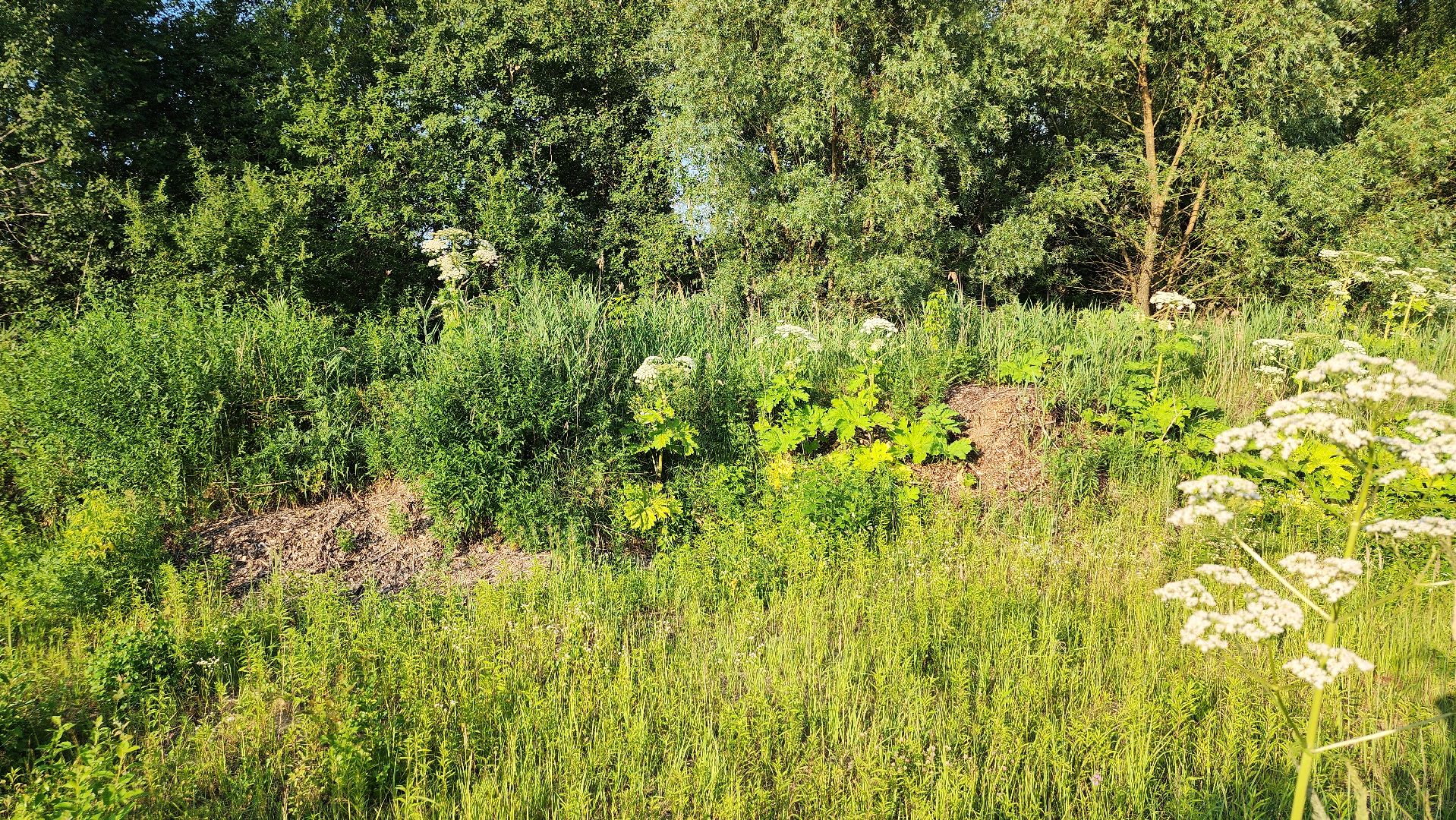 борщевик Сосновского, борьба с борщевиком, лесничество, Старая Купавна, Богородский городской округ,