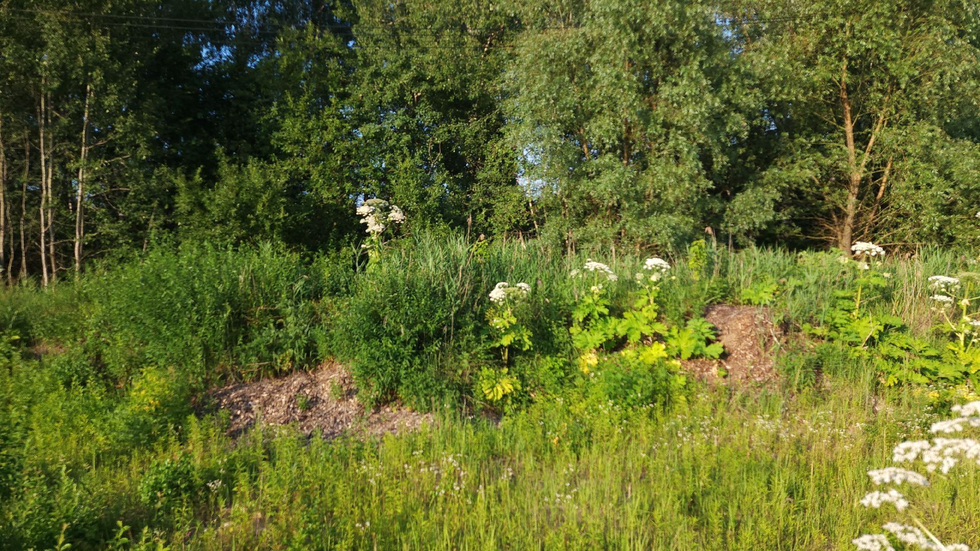 борщевик Сосновского, борьба с борщевиком, лесничество, Старая Купавна, Богородский городской округ,