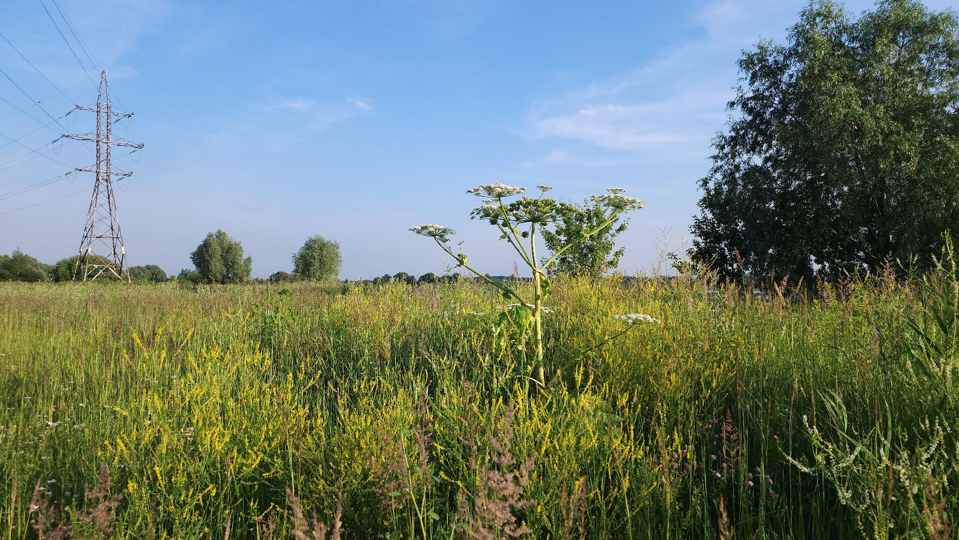 борщевик Сосновского, борьба с борщевиком, лесничество, Старая Купавна, Богородский городской округ,