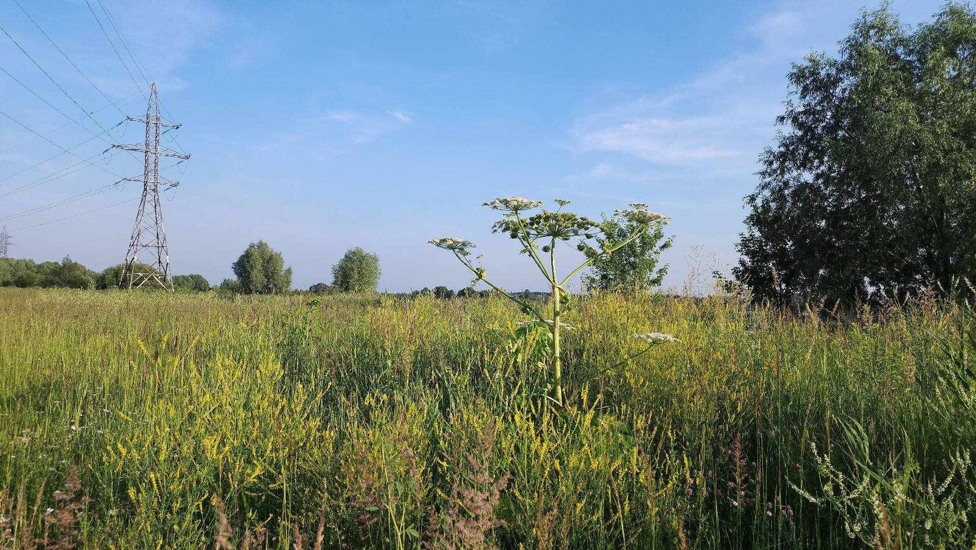борщевик Сосновского, борьба с борщевиком, лесничество, Старая Купавна, Богородский городской округ,