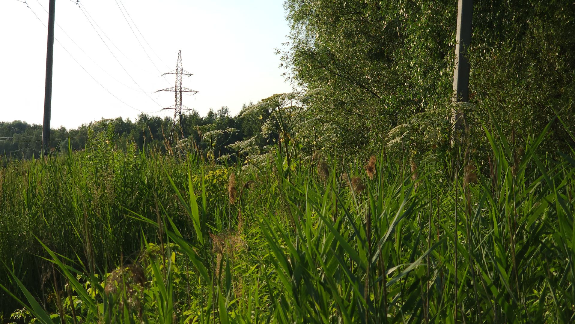 борщевик Сосновского, борьба с борщевиком, лесничество, Старая Купавна, Богородский городской округ,